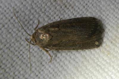<i>Proxenus hospes</i>