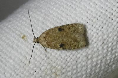 <i>Agonopterix propinquella</i>