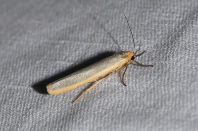 <i>Manulea complana</i>