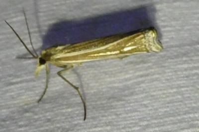 <i>Ancylolomia tentaculella</i>