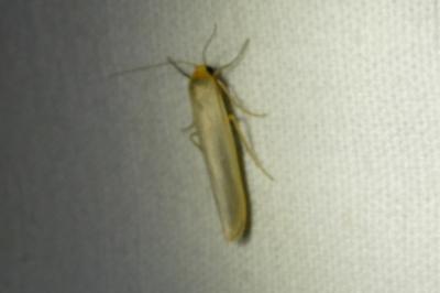 <i>Manulea complana</i>