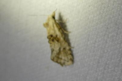 <i>Cochylimorpha straminea</i>
