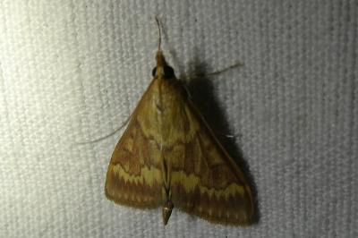 <i>Ostrinia nubilalis</i>