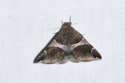 <i>Dysgonia algira</i>