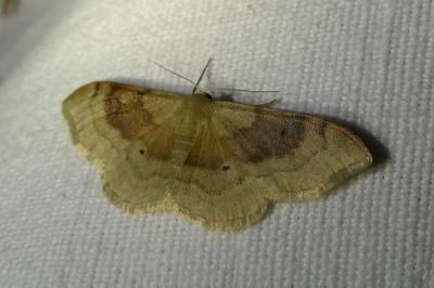 <i>Idaea degeneraria</i>