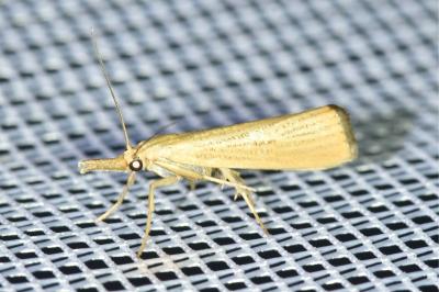 <i>Agriphila straminella</i>