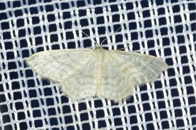 <i>Idaea subsericeata</i>