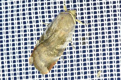 <i>Noctua janthe/janthina</i>