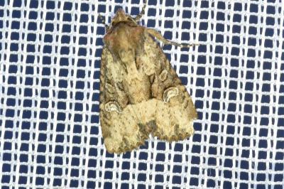 <i>Mesapamea secalella/secalis</i>