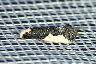 <i>Monopis monachella</i>