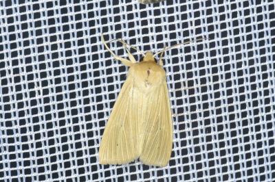 <i>Mythimna pallens</i>