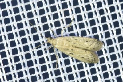 <i>Phycitodes</i>
