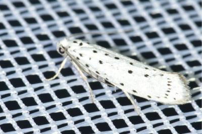 <i>Yponomeuta</i>