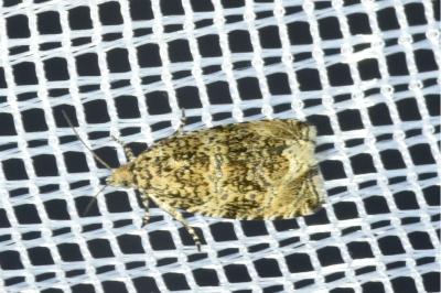 <i>Celypha lacunana</i>