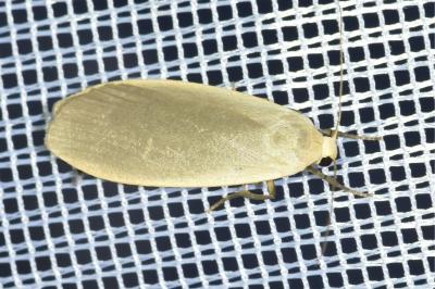 <i>Collita griseola</i>