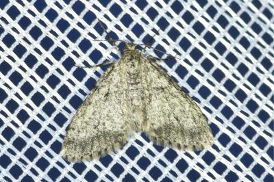 <i>Tephronia sepiaria</i>