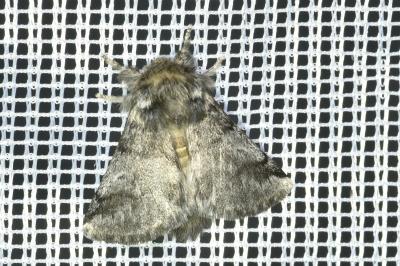 <i>Thaumetopoea processionea</i>