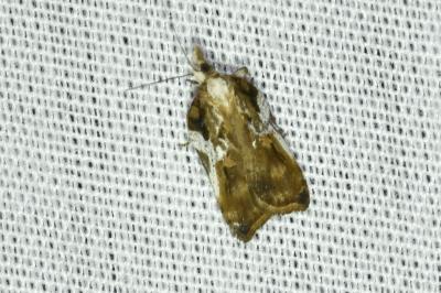 <i>Acleris cristana</i>