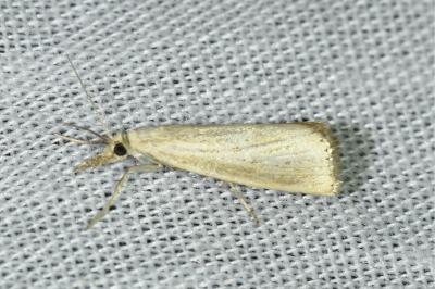<i>Agriphila straminella</i>