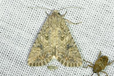 <i>Anarta trifolii</i>