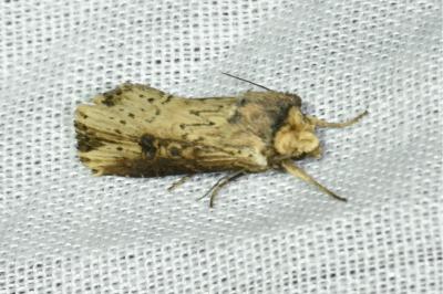 <i>Axylia putris</i>