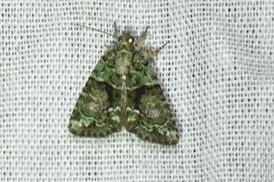 <i>Cryphia algae</i>