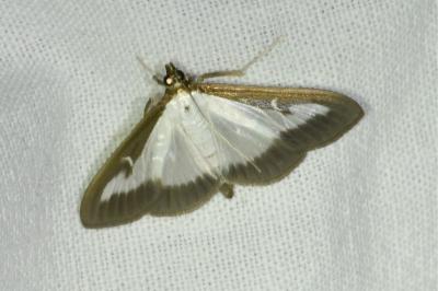 <i>Cydalima perspectalis</i>