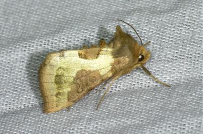 <i>Diachrysia stenochrysis</i>