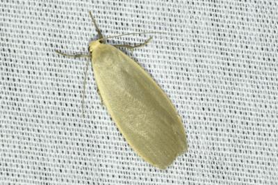 <i>Collita griseola</i>