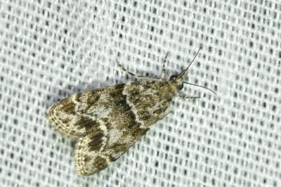 <i>Eudonia mercurella</i>