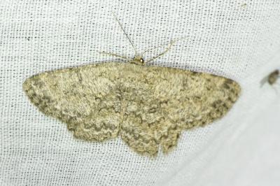 <i>Hypomecis punctinalis</i>