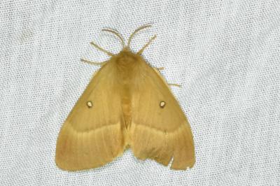 <i>Lasiocampa quercus</i>