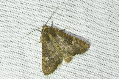 <i>Mesapamea secalella/secalis</i>