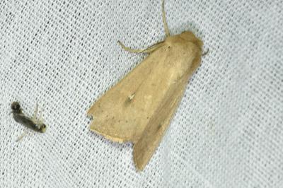<i>Mythimna ferrago</i>