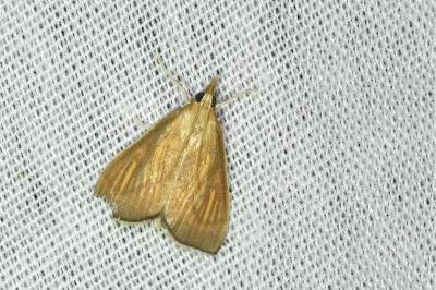 <i>Nascia cilialis</i>