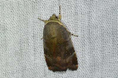<i>Noctua janthe/janthina</i>