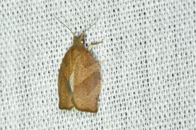<i>Pandemis heparana</i>