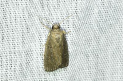 <i>Proxenus hospes</i>