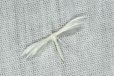 <i>Pterophorus pentadactylus</i>
