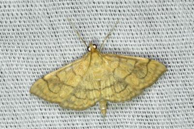 <i>Anania verbascalis</i>