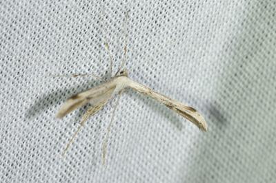 <i>Emmelina argoteles/monodactyla</i>