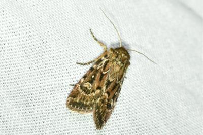 <i>Lycophotia porphyrea</i>