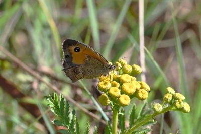 <i>Pyronia tithonus</i>