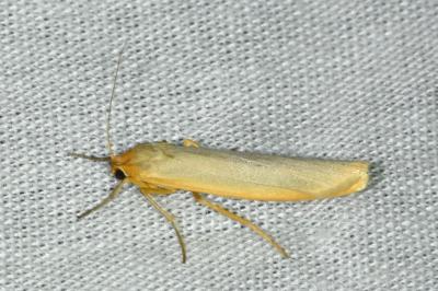 <i>Manulea complana</i>