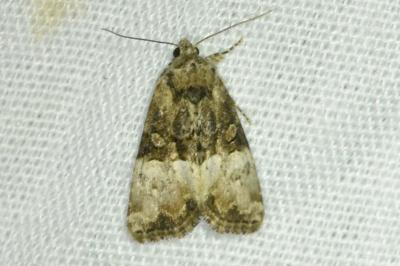 <i>Mesoligia furuncula</i>