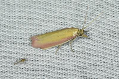 <i>Oncocera semirubella</i>