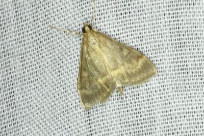 <i>Ostrinia nubilalis</i>