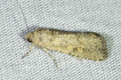 <i>Spodoptera exigua</i>