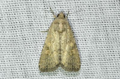 <i>Spodoptera exigua</i>