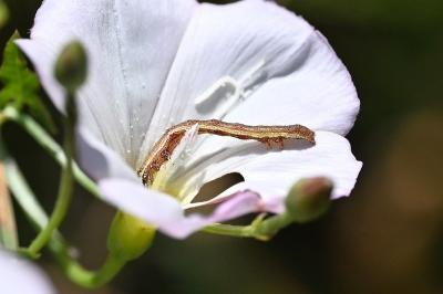 <i>Emmelia trabealis</i>